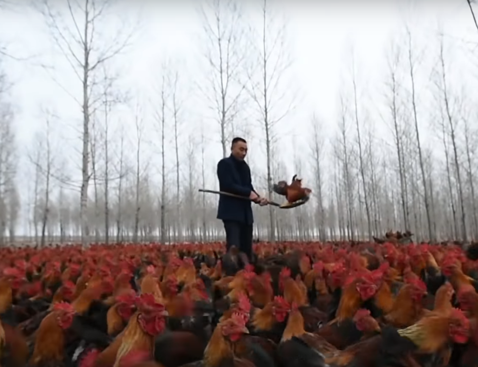 Kineski farmer kao internet zvezda: Svako<span style='color:red;'><b>dnevnica</b></span> sa 70 hiljada kokošaka